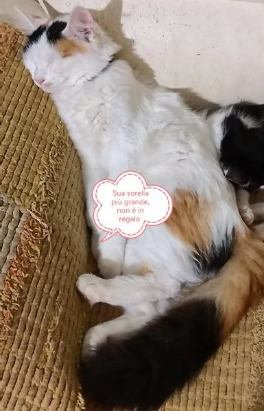 Regalo gattino maschio | Foto 0