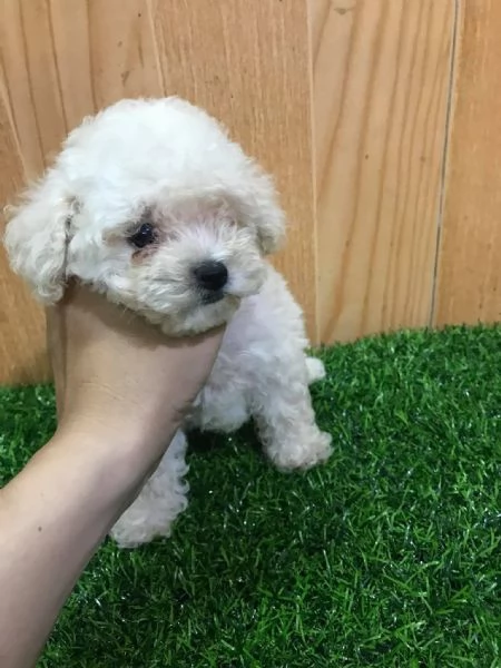 Cuccioli barboncini toy | Foto 0