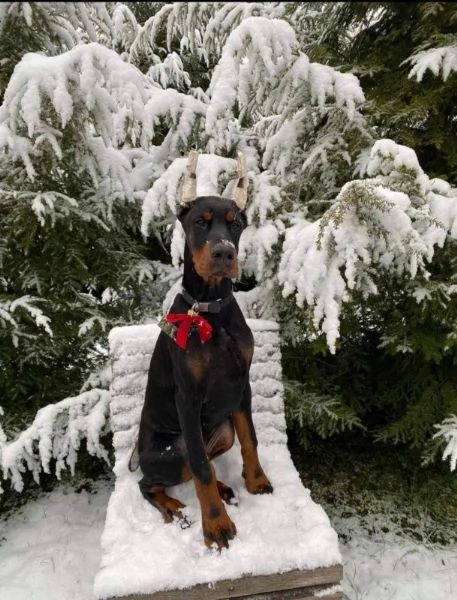Dobermann BELLISSIMI cuccioli | Foto 6