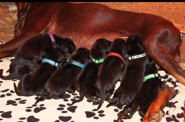 Dobermann BELLISSIMI cuccioli