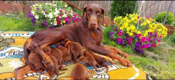 Dobermann BELLISSIMI cuccioli | Foto 5