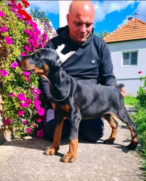 Dobermann BELLISSIMI cuccioli | Foto 4