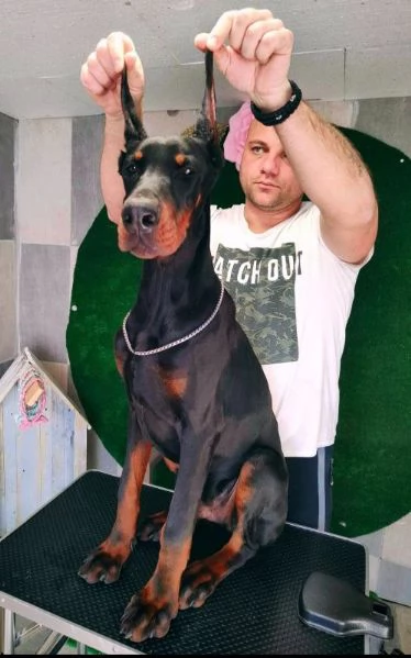 Dobermann BELLISSIMI cuccioli | Foto 3