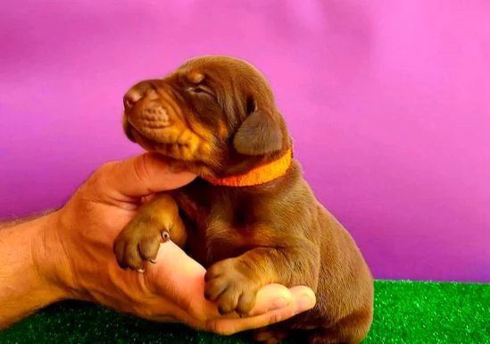 Dobermann BELLISSIMI cuccioli | Foto 2
