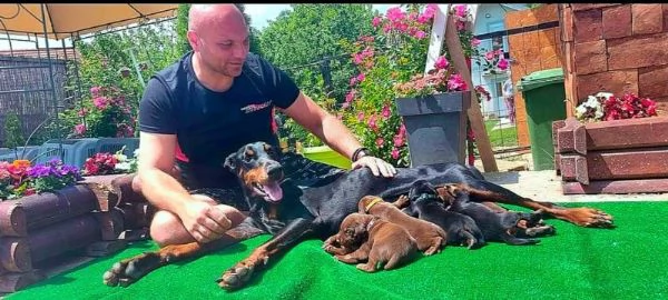 Dobermann BELLISSIMI cuccioli | Foto 0