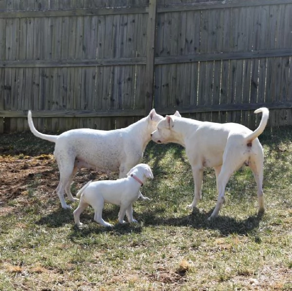 dogo argentino cuccioli con pedigree
