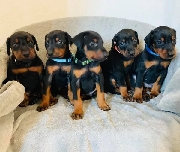 doberman cuccioli maschio e femmina 