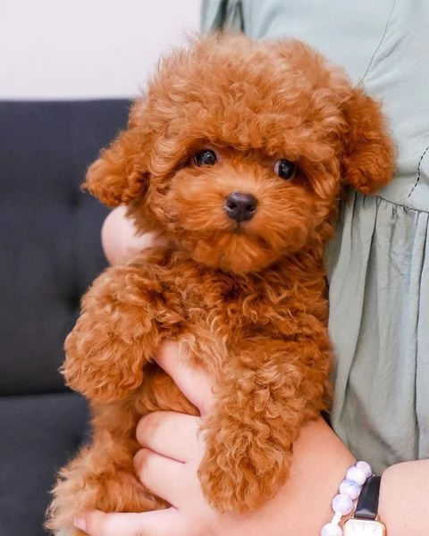 bella cocker cuccioli 