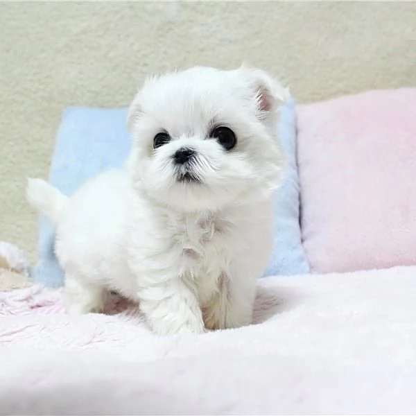 BELLISSIMI CUCCIOLI DI BICHON MALTES GIOCATTOLO IN ADOZIONE