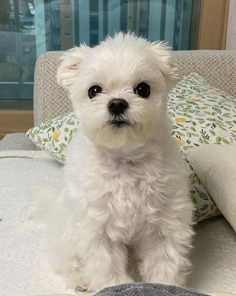 BELLISSIMI CUCCIOLI DI BICHON MALTES GIOCATTOLO IN ADOZIONE | Foto 0
