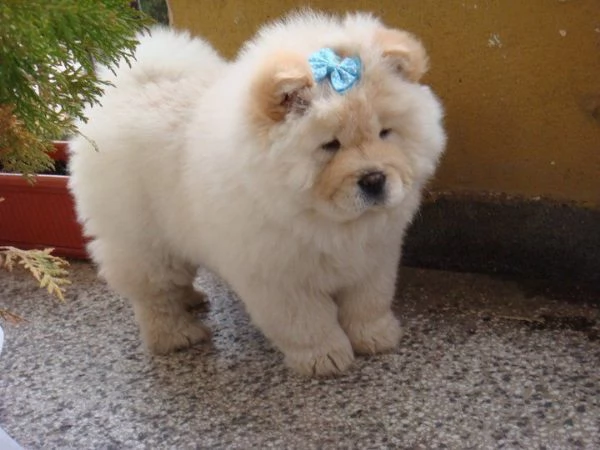 Splendidi cuccioli KC Excellent Home Breeds maschi e femmine di Chow Chow in cerca di una casa per s