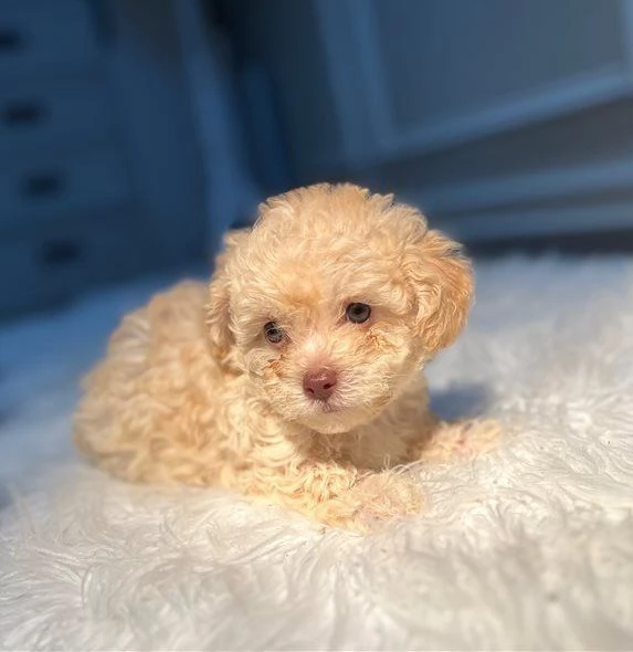 Adorabili cuccioli di barboncino toy maschi e femmine | Foto 1