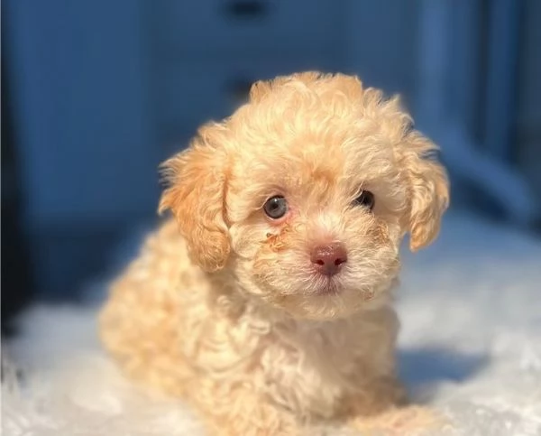 Adorabili cuccioli di barboncino toy maschi e femmine | Foto 0
