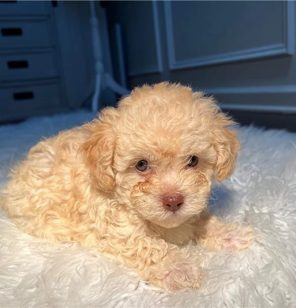 Adorabili cuccioli di barboncino toy maschi e femmine