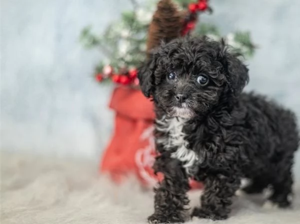 Cuccioli di barboncino Teacup | Foto 0