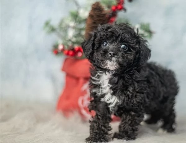 Cuccioli di barboncino Teacup