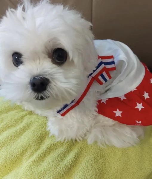 Cuccioli maltesi intelligenti **GRATIS** Adozione maschio e femmina Disponibili splendidi cuccioli d | Foto 0