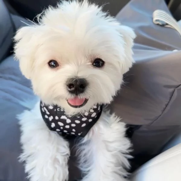 Adorabili cuccioli maltesi Teacup in cerca di una nuova casa Cuccioli maltesi super adorabili della  | Foto 1