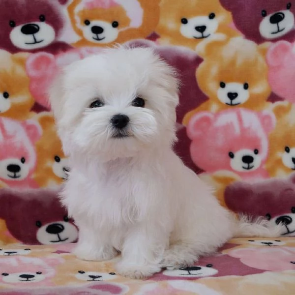 Buona giornata, Vendiamo i nostri 4 bellissimi cuccioli maltesi. Sono tutti maschi. Hanno visto la l | Foto 0