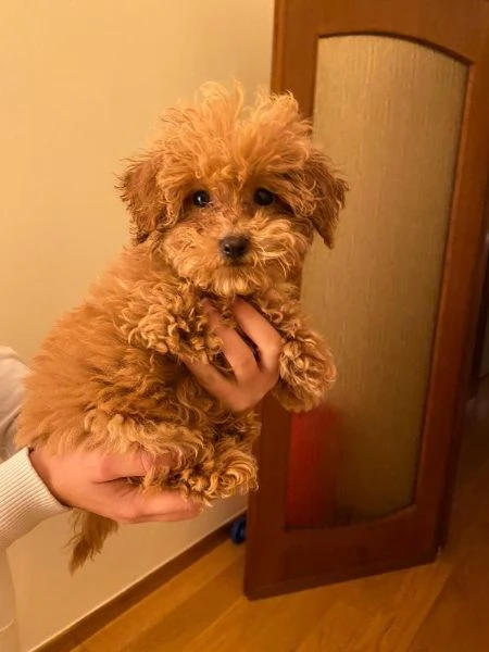 Due cuccioli di Barboncina toy 