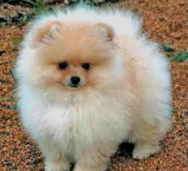 REGALO POMERANIA CUCCIOLI (MASCHIO E FEMMINA) bellissimi cuccioli di Pomerania, maschio e femmina, s