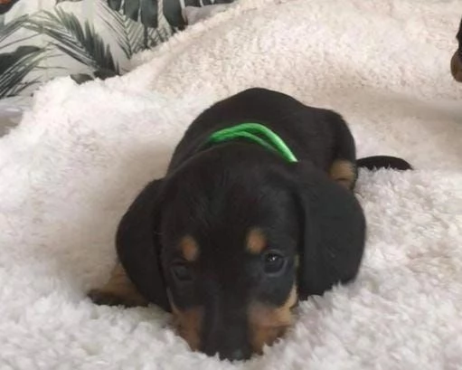 Regalo cuccioli di bassotto