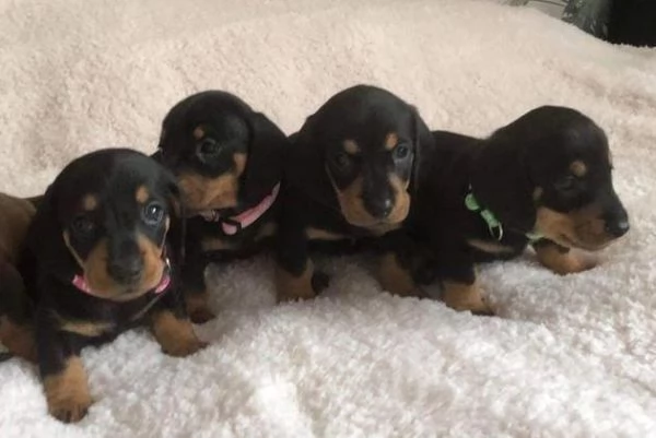 Regalo cuccioli di bassotto | Foto 2