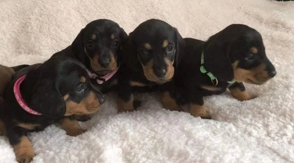 Regalo cuccioli di bassotto | Foto 1