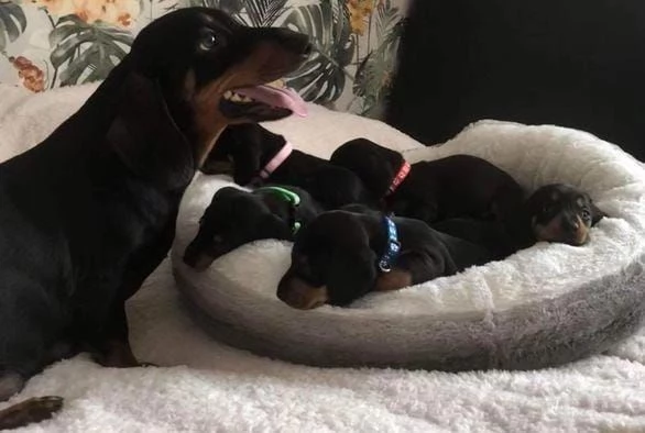 Regalo cuccioli di bassotto | Foto 0