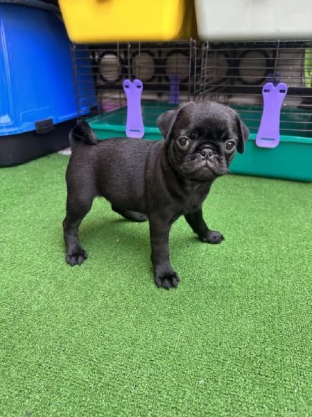 Cuccioli di carlino regalo invia un messaggio whAtsapp al (0039 353 317 4023) | Foto 1