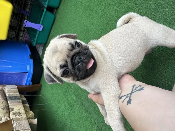 Cuccioli di carlino regalo invia un messaggio whAtsapp al (0039 353 317 4023) | Foto 0