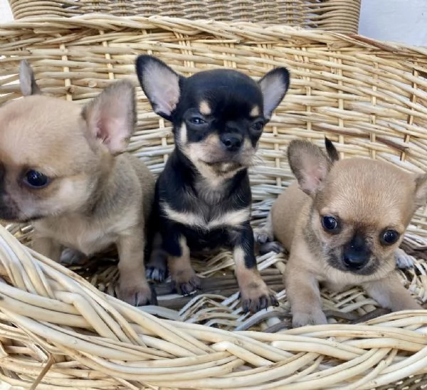 Regalo cuccioli di chihuahua | Foto 2