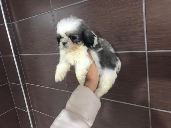Regalo cuccioli maltesi