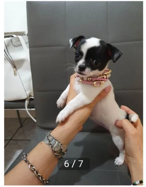 rinunciare a chihuahua maschi e femmine