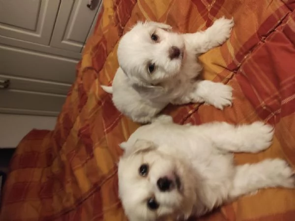 rinunciando al maltese maschile e femminile | Foto 1