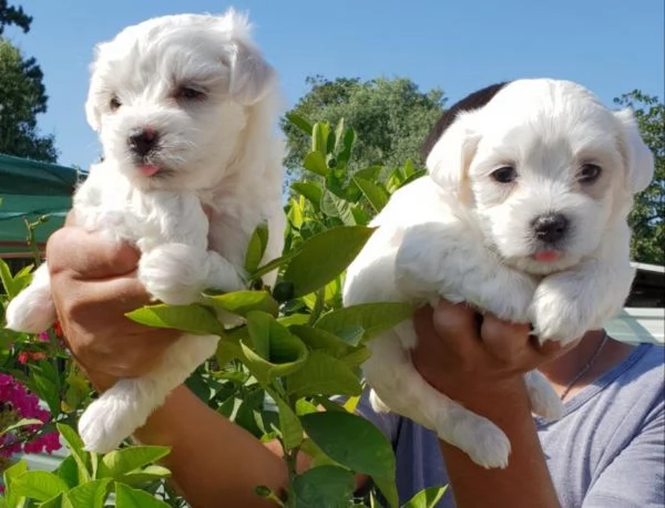 rinunciando al maltese maschile e femminile | Foto 0