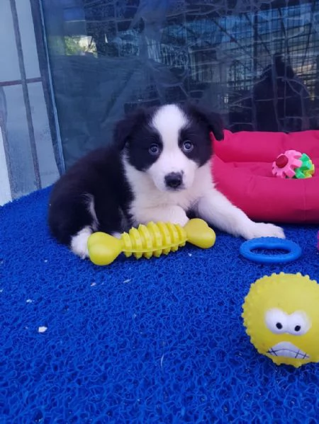 Regalo cuccioli di Border Collie | Foto 2