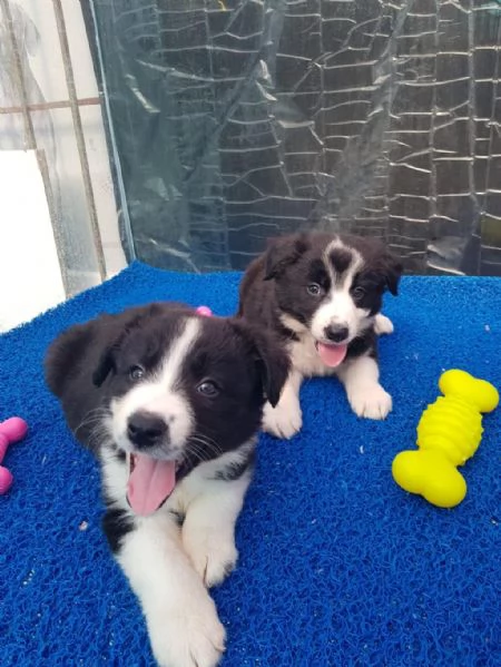 Regalo cuccioli di Border Collie | Foto 1
