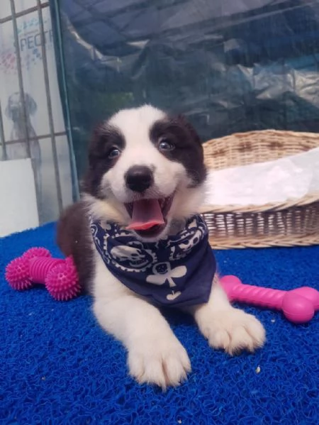 Regalo cuccioli di Border Collie | Foto 0