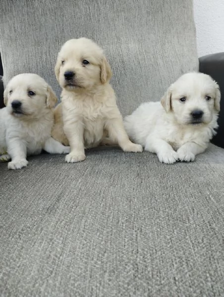 Regalo cuccioli di Golden Retriever | Foto 2