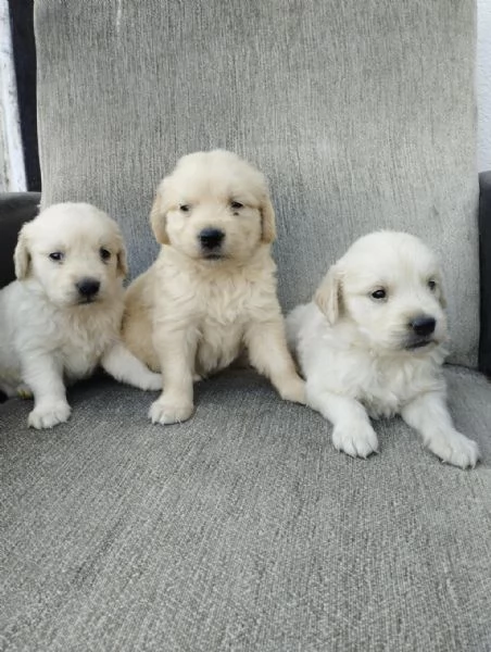 Regalo cuccioli di Golden Retriever | Foto 1