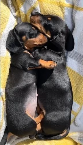 regalo di cuccioli di Bassotto | Foto 2