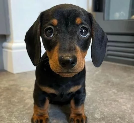 regalo di cuccioli di Bassotto