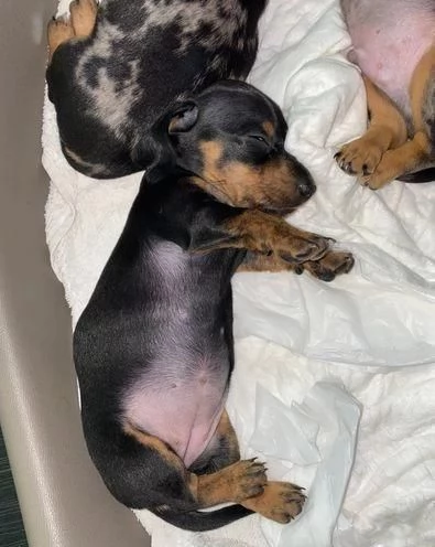 regalo di cuccioli di Bassotto | Foto 1