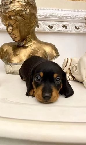 regalo di cuccioli di Bassotto | Foto 0