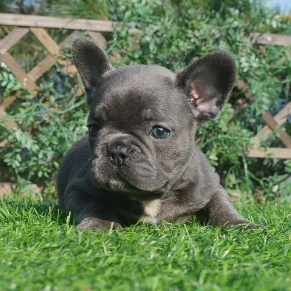 regalo di cuccioli di bulldog francese | Foto 1