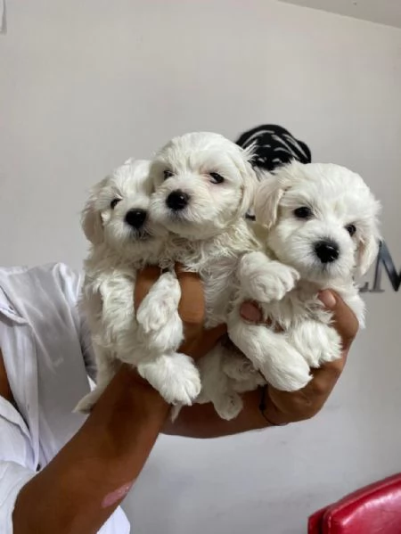 regalo di cuccioli maltesi | Foto 1