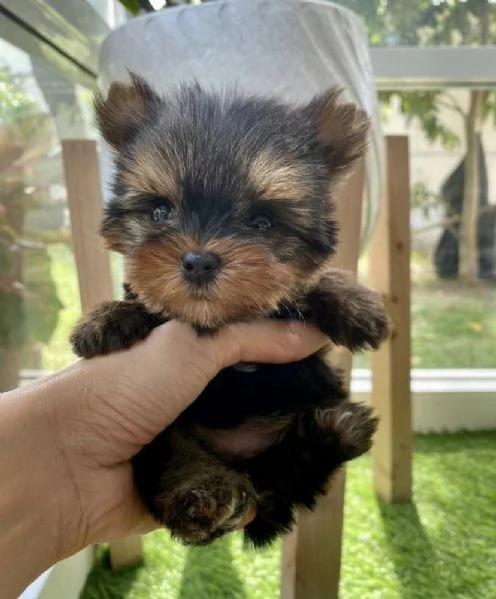 regalo di cuccioli di yorkie | Foto 2