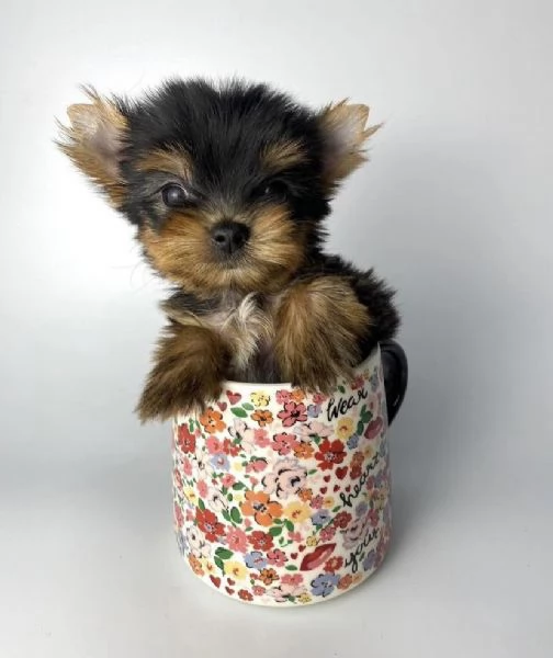 regalo di cuccioli di yorkie