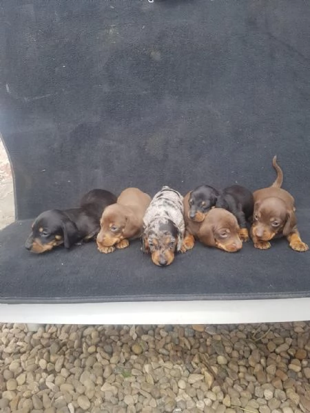 Regalo giocoso bassotto maschio e femmina